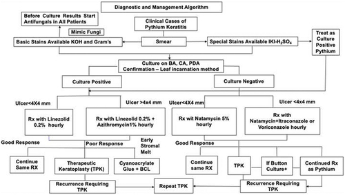 Figure 3 The novel diagnostic and management protocol of Pythium insidiosum keratitis.