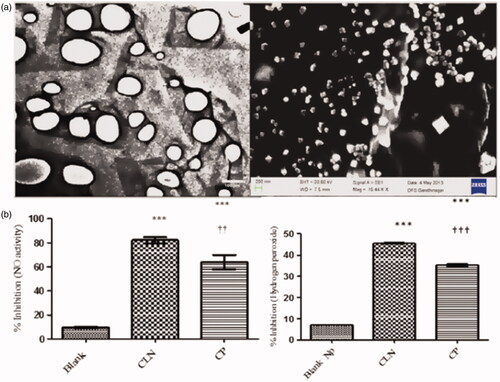 Figure 11. (a) Morphological characterization of curcumin-loaded SACPNs by TEM (left) and SEM (right). (b) The inhibition of Nitric oxide activity (left) and H2O2 activity (right) in blank nanoparticles (Blank), curcumin powder (CP) and curcumin-loaded SACPNs. (a, b) Reproduced with permission (Pathak et al., Citation2015). Copyright 2015, Springer Nature.