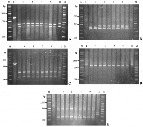 Figure 3. PCR-RFLP pattern of COI primer digested with Dde I(a), Alu I(b), Hinf I(c), Bgl II(d) and Hae III(e) (lane1 = uncut, lane2–10 = M. lanchesteri, lane11 = M. rosenbergii).