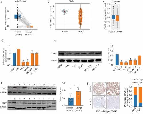 Figure 1. GNG7 was low expression in LUAD tissue and cell lines (a) mRNA level of GNG7 was detected in 84 pairs of LUAD tissues and normal tissues by RT-qPCR. (b-c) mRNA level of GNG7 in LUAD tissues and normal tissues from TCGA and GEO (GSE19188) database was compared. (d-e) mRNA and protein levels of GNG7 in Lung cancer cell lines (H460, A549, H1299, SK-MES-1 and NCI-H520) and Bronchial epithelial cell line(16HBE) were detected. (f) GNG7 protein expressions in 10 pairs of LUAD. The relative protein levels of GNG7 were normalized against GAPDH. (g) Tissue Microarray with LUAD tissues and normal tissues was used to detected expression of GNG7 by IHC, and the staining score of GNG7 percentage was quantified. * p < 0.05, **p < 0.005