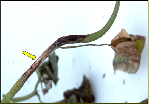 Figure 5. Further lesion development (denoted by arrow) incited by F. lateritium on a velvetleaf stem under greenhouse conditions 8 d after treatment with 2,4-DB (0.02 kg a.e. ha−1) followed 5 min later by an inoculative spray of F. lateritium conidia at 1.5 × 106 conidia ml−1.