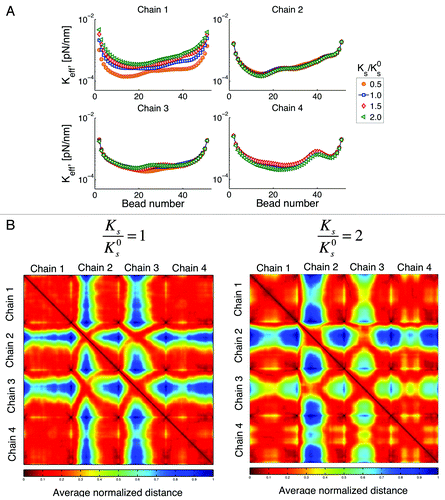 Figure 10. (A) Effective spring constant for variations of stiffness of chain 1. Ks is the spring constant for chain 1, Ks0 is the spring constant for other chains obtained using Eqn. (3) and Lp = 50 nm. Changes of the properties of one chain affects the behavior of other chains through changes in their interactions. (B) Interaction heat maps for two different values of Ks. If chain 1 is stiffer, interaction of chain 2 with other chains is reduced, while interactions between chains 3 with other chains is increased. This figure shows how changes of the properties on a single chain, can affect the behavior of the whole system (global response to local changes). Similar behavior is observed if we choose to change the spring constant of any other chain.