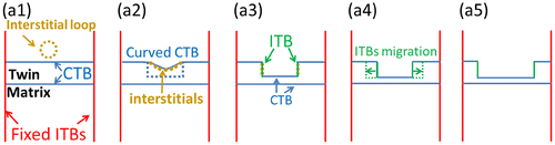 Figure 7. Schematic figures of ion irradiation-induced defects interacting with CTB. (a2) The stress field of the interstitial loop creates curvature in adjacent CTB, and then the CTB loses its identity. (a3) The high-density interstitials in the CTB preferentially diffuse to the two sides and then form two shoulders, which contain two ITBs and one CTB segment. (a4–a5): The ITBs migrate along the directions labeled by green arrows in Figure 6(a4), leading to thinner twin lamella.