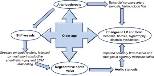 Figure 1 Direct and indirect effects of age on ventricular valvular vessel interactions.