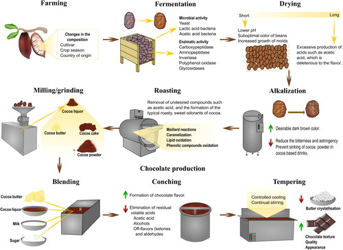 Figure 1. Cocoa processing and impact on composition. Adapted from Frauendorfer and Schieberle (Citation2008); Miller et al. (Citation2008); Afoakwa et al. (Citation2009); Kongor et al. (Citation2016), and Barišić et al. (Citation2019).