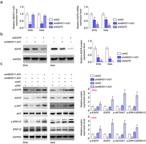 Figure 3. ABHD11-AS1 activates the EGFR signaling pathway. (a) the mRNA levels of ABHD11-AS1 and EGFR were examined via qRT-PCR in SiHa and hela cells with shABHD11-AS1 and shEGFR. (b) The protein levels of EGFR were examined by western blot in SiHa and hela cells with shABHD11-AS1 and shEGFR. (c) Western blot assay was performed to detect the expression of p-EGFR, EGFR, p-AKT, AKT, ERK1/2, and p-ERK1/2 in SiHa and hela cells with shABHD11-AS1 and oeABHD11-AS1. *p < 0.05 versus shNC; #p < 0.05 versus oeNC.