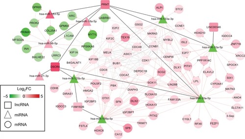 Figure 5 ceRNAs interaction network of lncRNA–miRNA–mRNA.Notes: Square nodes represent lncRNAs; triangle nodes represent miRNAs; circular nodes represent mRNAs. Red, upregulated; green, downregulated.Abbreviation: FC, fold change.