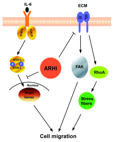 Figure 1. ARHI expression inhibits integrin β1 expression. The re-expression of ARHI decreased the expression of integrin β1 indicated by arrows. SKOv3-ARHI cells were treated with doxycycline (DOX) for the indicated time periods to induce ARHI expression. The expression of integrin β1 was examined by western blotting.