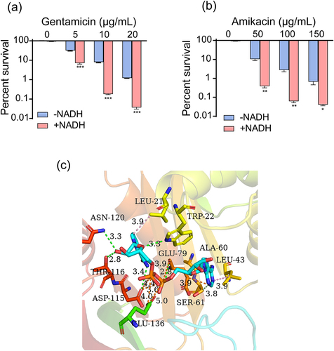 Figure 7. NADH can inhibit inactivation of aminoglycosides caused by AACs. (a) and (b) Synergistic bactericidal efficacy of different concentrations of gentamicin/amikacin with 3 mM NADH. (c) 3D schematic diagram of NADH binding to the active site of AACs. Data are presented as mean ± SEM (n = 3 biological replicates). *p < 0.05.**p < 0.01. ***p < 0.001.