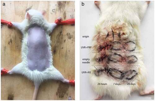 Figure 2. Preparation of rat back skin and different treatments a. After anesthesia, the back skin of the rats was carefully shaved to form an exposure area of 4 cm ×5 cm in size. b. Rule of nines was used to divide the exposed area of back skin for different treatments. Samples (about 10 mm long x 3 mm wide x 2 mm thick) were taken at appropriate time in different groups