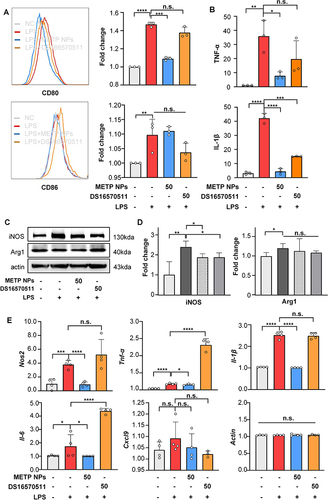 Figure 5 METP NPs reverse the proinflammatory phenotype in BMDMs under LPS stimulation in vitro. (A) Expression levels of the CD80 and CD86 macrophage surface markers according to flow cytometry analysis. (B) Secretion levels of the TNF-α and IL-1β proinflammatory cytokines according to ELISA (pg/mL). (C and D) Protein expression level of the iNOS and ARG1 macrophage markers according to Western blot analysis. (E) The gene transcription levels of Nos2, TNF-α, IL-1β, IL-6, Cxcl9 and actin were detected by qRT-PCR in all four groups. The concentration of MET NPs is shown in µg/mL, and the concentration of DS16570511 is shown in µM. Data are presented as the mean ± SD. *P < 0.05, **P < 0.01, ***P < 0.001 and ****P < 0.0001.