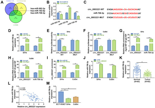 Figure 3 MiR-758-3p was a direct target of circ_0003221. (A) 3 miRNAs (has-miR-582-3p, has-miR-182-5p, and has-miR-758-3p) that might be sponged by circ_0003221 were predicted by three databases (Starbase 3.0, Circinteractome and circBank). (B) The expression of miR-582-3p, miR-182-5p, and miR-758-3p was measured in normal tissues and cervical cancer tissues by qRT-PCR. (C) The binding sequences between miR-758-3p and circ_0003221 were presented. (D) The expression of miR-758-3p was detected by qRT-PCR in SiHa and CaSki cells transfected with miR-NC or miR-758-3p. (E–I) Dual-luciferase reporter assay, RIP assay and RNA pull-down assay were conducted to confirm the interaction between miR-758-3p and circ_0003221. (J) The level of miR-758-3p was detected by qRT-PCR in SiHa and CaSki cells transfected with si-NC or si-circ_0003221. (K) The expression of miR-758-3p was detected by qRT-PCR in normal tissues and cervical cancer tissues. (L) The correlation between miR-758-3p and circ_0003221 was analyzed in cervical cancer tissues. (M) QRT-PCR was used to examine the expression of miR-758-3p in ECT1/E6E7, SiHa and CaSki cells. *P<0.05.