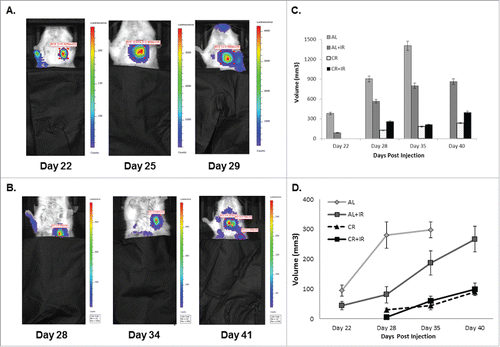 Figure 1. Mice were imaged via bioluminescent imaging throughout disease progression to monitor development and spread of metastases. Mice in the ad lib (A) fed group developed visible metastases significantly faster than those in the CR fed groups (B). Imaging intensity is designed such that it is proportional to the proliferative capacity of the cells in the luminescent area. On average, metastases in the AL fed groups demonstrated increased intensity and were larger than those in the CR fed groups. The last imaging time point for AL fed mice was day 29 compared with day 41 for the CR fed group. Total volume of metastatic disease burden within the lungs was calculated for each treatment group at each respective time point (C). AL fed mice had larger total volume across time points when compared with other treatment groups, specifically at later time points as metastatic disease volume approached 1400 mm3. Average size of lung nodules on imaging was calculated for each imaging time point as well (E). AL fed mice had significantly larger lung nodules on average across imaging time points. Total volume of metastases and average nodule size were based on a representative 3 mice from each cohort, where error is defined as SEM with n = 3.
