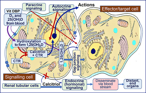 Figure 6 When vitamin D and 25(OH)D enter peripheral target cells, like immune cells, these compounds are hydroxylated into 1.25(OH)2D (calcitriol) via abundant intracellular CYP2R1 and CYP27B1 enzymes.Citation111 Immune cells also have ample CYP27B1 to covert 25(OH)D to,25(OH)2D and synthesize calcitriol receptors (CTR). The calcitriol-CTR complex translocates into the nucleus to modulate over 1000 biologically crucial genes after the interaction of calcitriol with CTR. Some expressed genes include anti-inflammatory and oxidant cytokines, antimicrobial peptides, antibodies, etc. The figure illustrates simplified calcitriol-mediated mechanistic pathways, leading to immune cells’ autocrine and paracrine signaling processes. Note that the renal tubular cell-derived hormonal form of calcitriol (the last row) has little or no effect on immune cells.