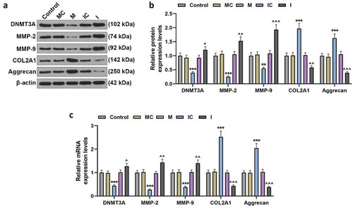 Figure 3. MiR-206 significantly regulated the expressions of DNMT3A and ECM-related genes