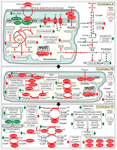 Figure 7. For figure legend, see page 1654. Figure 7 (See previous page). A model for how LCA-driven changes in mitochondrial proteome and functionality early and late in life of chronologically aging yeast orchestrate a stepwise development of an anti-aging cellular pattern and its maintenance throughout lifespan. From the data of proteomic analysis (Figs. 1–4) and based on the data of biochemical and cell biological analyses,Citation36,38,68–70,72,84,85 we inferred an outline of metabolic pathways and processes that were activated (red arrows) or inhibited (green arrows) in cells cultured with exogenous LCA. Arrows next to the names of metabolites, proteins or processes denote those of them whose concentrations or efficiencies were elevated (red arrows) or reduced (green arrows) in cells cultured with exogenous LCA. Abbreviations: Ac-CoA, acetyl-CoA; D, diauxic growth phase; EE, ethyl esters; ER, endoplasmic reticulum; EtOH, ethanol; ETC, the mitochondrial electron transport chain; FFA, free fatty acids; IMM, inner mitochondrial membrane; LD, lipid droplets; mtDNA, mitochondrial DNA; OMM, outer mitochondrial membrane; PD, post-diauxic growth phase; ST, stationary growth phase; TAG, triacylglycerols; TCA, the tricarboxylic acid cycle in mitochondria. See text for details.