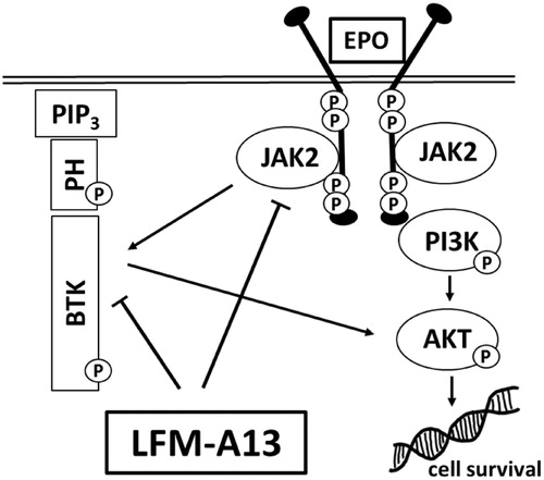 Figure 6. Schematic diagram of intracellular proteins BTK and JAK2 interaction and LFM-A13 mechanism of action. EPO: erythropoietin, LFM-A13: Bruton’s tyrosine kinase inhibitor; JAK2: non-receptor tyrosine kinase; BTK: Bruton’s tyrosine kinase; Akt: protein kinase B; PIP3: phosphatidylinositol-3,4,5-triphosphate; PH: pleckstrin homology domain.