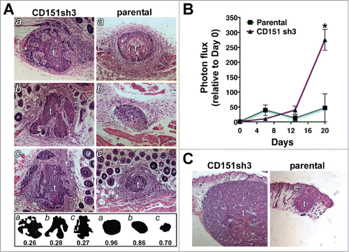 Figure 9. Loss of CD151 can promote a more invasive and rapidly growing tumor phenotype in vivo. (A) CD151-silenced cell spheroids (left) and parental spheroids (right) were recovered 6 d after intradermal implantation, sectioned, and stained with hematoxylin and eosin (H&E). Tumors (labeled “t”) are surrounded by lightly stained stromal cells. Fat and muscle are visible in some sections. Silhouettes of CD151-silenced and parental tumor sections are displayed below the H&E panels, along with the numerical roundness of each section. The more tortuous the perimeter, the lower the roundness value. The mean roundness of the CD151-silenced spheroids (0.27 ± 0.01) was significantly less than the mean roundness of the parental spheroids (0.84 ± 0.07), n = 3 spheroids/cell type, P = 0.0017, unpaired t test. (B) In vivo growth of parental and CD151-silenced spheroids was monitored by bioluminescence imaging. By day 20, CD151sh3 spheroids were significantly larger than parental spheroids, *P = 0.0188, unpaired t test, n = 3 spheroids/cell type. (C) H&E staining of day 20 parental and CD151-silenced spheroids. Tumors (“t”) and epidermis (“e”) are labeled.