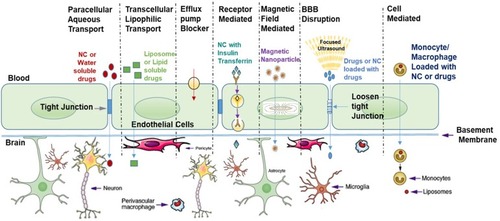 Figure 2 Schematic representation of mechanisms available for drugs transport across the BBB: Schematic shows the main mechanism behind the drugs or small molecule transport across the BBB ie receptor-mediated transcytosis; adsorptive transcytosis (passive transport), diffusion or active transport.