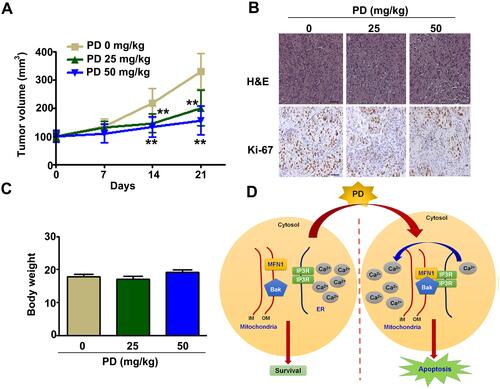 Figure 7 In vivo anti-tumour effect of PD in SK-Hep-1 xenograft model. SK-Hep-1 cells were subcutaneously inoculated into BALB/c nu/nu mice. PD (25, 50 mg/kg) were orally administrated twice per 1 week once the xenograft tumour were established. (A) Average tumour volume. (B) Tumor tissue were subjected to H&E staining and immunohistochemical staining (Ki-67 expression). Scale bar=50 µm (C) Average body weight of mice. **p<0.01, versus control. Data are presented as the mean ± SE of at least three independent experiments. (D) Illustration of our proposed mechanism of PD induced ER-stress mediated mitochondrial apoptosis via the targeting IP3R/Mfn1/Bak axis.