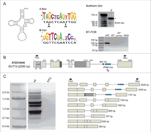 Figure 1. The Arabidopsis GUT15 lncRNA contains a tRNA-like sequence in its final intron. (A) The GUT15 tRNA-like secondary structure (left panel). Alignment of the GUT15-encoded tRNA-like molecule A-box and B-box to the consensus sequence profile of canonical tRNA promoter elements (middle panel). The tRNA-like sequence accumulation levels detected by Northern blotting and stem-loop RT-PCR in Arabidopsis seedlings (right panel). The asterisk corresponds to an unspecific band. +RT, the complete stem-loop RT-PCR reaction; -RT, no reverse transcriptase control; -RT primer, no stem-loop RT primer control; -RNA, no RNA control of the reverse transcription reaction. Marker in Northern, Decade™ Marker RNA (Thermo Fisher Scientific); marker in RT-PCR, Low Range DNA ladder (Thermo Fisher Scientific). (B) Structure of the GUT15 gene hosting the tRNA-like sequence within its final intron. Boxes represent exons, lines depict introns, and arrows represent the primers used in the RACE (blue and pink) and RT-PCR analyses (black). (C) RT-PCR analysis showing different GUT15 lncRNA splicing isoforms. Wt, cDNA template prepared from 10-day-old wild-type Arabidopsis seedlings; NTC, non-template control; marker, 1 kb plus (Thermo Fisher Scientific).