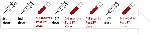 Figure 1. Outline of vaccination and sample collection schedule.