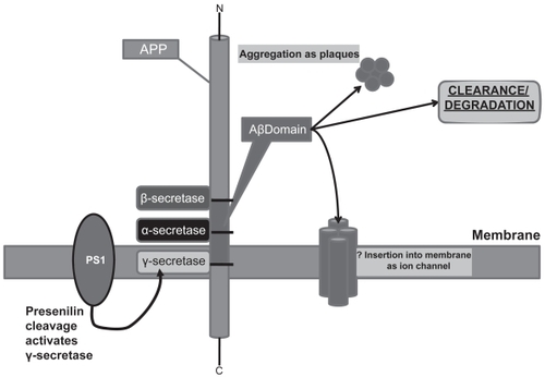 Figure 1 APP proteolytic processing and major fates of the amyloid β (Aβ) fragment. Sequential cleavage by β-secretase (BACE-1) followed by γ-secretase [containing Presenilin 1 and 2 (PS1/2)] generates Aβ. This fragment has several fates. (a) It can aggregate and accumulate as extraneuronal plaques which characterize Alzheimer’s dementia. (b) It can be cleared from the extracellular space (a mechanism that may be altered in AD brains). (c) It can be degraded by a variety of proteases such as Insulin Degrading Enzyme (IDE), Neprilyisn (NEP), Plasmin, Plasminogen Activator (uPA/tPA), Endothelin Enzyme-1 or Matrix Metalloprotease-9 (MMP-9). Hypothetically, at least, it might return to the plasma membrane and insert in oligomer form as an ion channel. γ-secretase cleavage is also thought to liberate an intracellular domain (AICD) which may influence gene transcription.