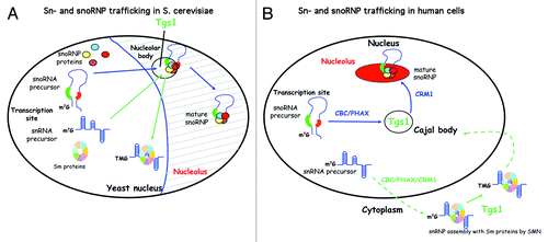 Figure 1. Schematic representation of sn- and sno-RNA biogenesis is S. cerevisiae and in human cells. (A) In S. cerevisiae, sn- and sno-RNA biogenesis occur in the nucleus and involves the NB. In particular, Tgs1, which hypermethylates sn- and snoRNAs, is localized to NB under certain growth conditions. (B) In human cells, sn- and sno-RNA use divergent trafficking pathways. While snoRNP biogenesis is exclusively nuclear, snRNP biogenesis involves a cytoplasmic phase. Hypermethylation of snoRNAs occurs in CB, while hypermethylation of snRNAs occur in the cytoplasm. PHAX and CRM1 are required for export of precursors of snRNAs but they also function sequentially inside the nucleus for capped snoRNP targeting. PHAX is first required to transport snoRNA precursors from the transcription site to CB and CRM1 is further required to transport mature snoRNP from CB to the nucleolus (capped and uncapped).