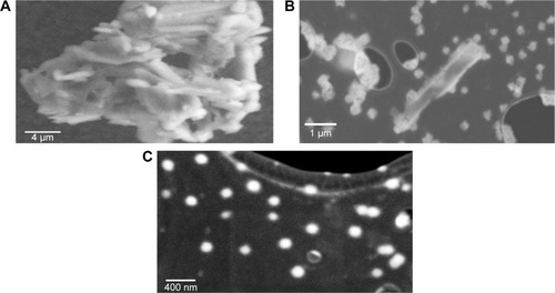 Figure 2 STEM images of simvastatin crystals (A), SVT-LCNs (B), and SVT-LCN_MaiLab (C).Abbreviations: STEM, scanning transmission electron microscopy; SVT-LCNs, simvastatin-loaded lecithin/chitosan nanoparticles; Mai, Maisine; Lab, Labrafac.