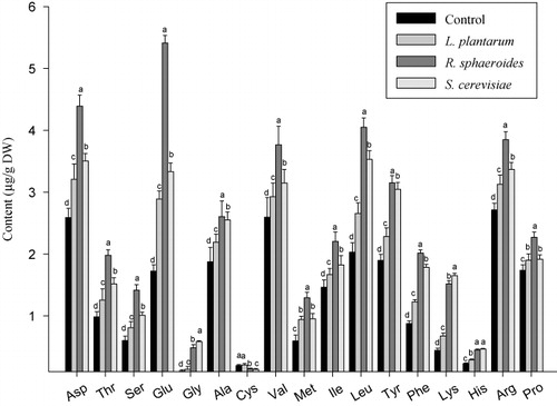 Figure 3. Influence of L. plantarum, R. sphaeroides, and S. cerevisiae on amino acid contents of cucumber plants.Note: Means with the same letter do not differ significantly (P < 0.05) according to Duncan's multiple-range test.