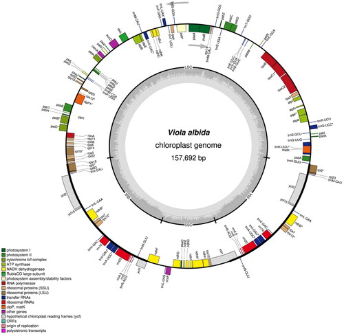 Figure 2. The circular chloroplast genome map of V. albida drawn by OGDRAW. Arrows indicate the direction of transcription of genes located inside and outside the large circle. The histogram inside the small circle shows the GC contents. Asterisk (*) indicates genes containing introns.