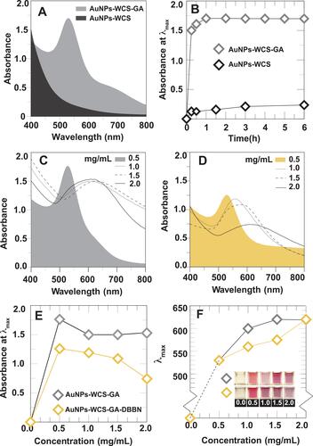 Figure 3 (A) Representative UV-vis spectra of AuNPs-WCS and AuNPs-WCS-GA at 6 h. (B) Absorbances at λ max of AuNPs-WCS and AuNPs-WCS-GA formation at different reaction times. UV-vis spectra representing AuNPs formation at 1 h in different concentrations of (C) WCS-GA and (D) WCS-GA-DBBN. (E) Plots of absorbances at λmax against concentrations of samples as in (B). (F) Plot of λmax against concentrations of WCS-GA (◊) and WCS-GA-DBBN (◊) as in (E) and their corresponding physical appearances of the sample solution (in set).