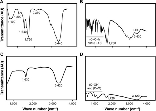 Figure 3 Fourier-transform infrared (FTIR) spectra of GO, rGO, AgNPs, and rGO-AgNP nanocomposites.Notes: Dried powders of (A) GO, (B) rGO, (C) AgNPs, and (D) rGO-AgNPs were diluted with KBr to perform FTIR spectroscopy, and spectra were obtained using GX spectrometry within the range of 500–4,000 cm−1.Abbreviations: rGO, reduced graphene oxide; NPs, nanoparticles.