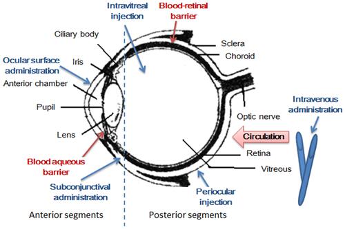 Figure 1 Structural particularities of the eye. The eye can be divided into two parts of the anterior segment and the posterior segment. There are many barriers to drug delivery to the retina. Drugs cannot be easily delivered to the retina by topical administration, such as eye drops, because of the presence of tear drainage and peribulbar and choroidal blood flow. In contrast, systemically administered drugs rarely enter the retina because of the presence of the blood - aqueous barrier and the inner and outer blood-retinal barriers.