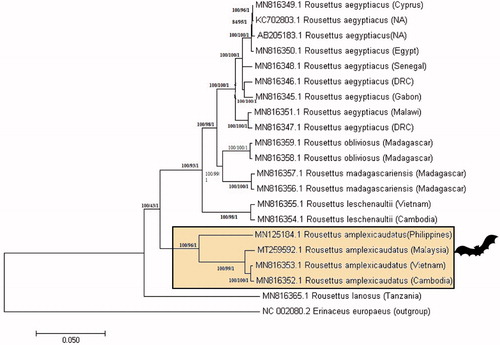 Figure 1. Phylogenetic tree constructed using the whole mitogenome of Malaysian R. amplexicaudatus (MT259592) and other Rousettus sp. from different countries. The tree was generated from NJ/ML/Bayesian method using hedgehog as an outgroup. Bootstrap values generated from 1000 replicates for NJ/ML/Bayesian analysis. The number at each node indicated the bootstrap probability of NJ/ML/Bayesian analysis. (NA: not available; DRC: Democratic Republic of the Congo).