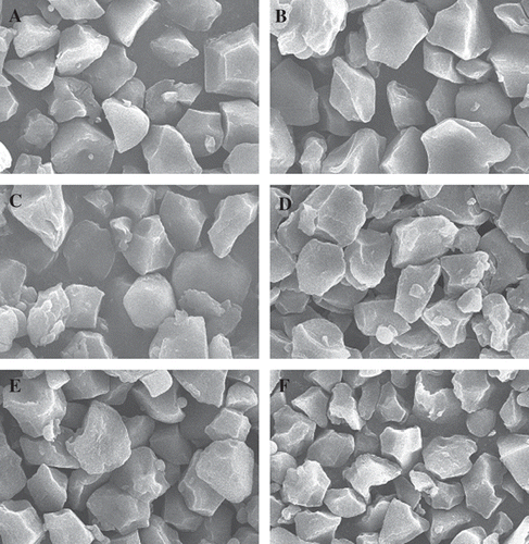 Figure 1 Scanning electron micrographs of rice starches (5000×): (A) Hwayoungbyeo, (B) Dragon eyeball 100, (C) Heukjinjubyeo, (D) Heukgwangbyeo, (E) Heuknambyeo, and (F) Josaengheukchal.