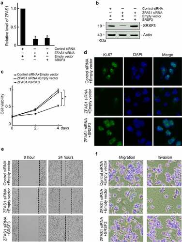 Figure 5. Ectopic expression of SRSF3 restored proliferation and metastasis capabilities in U2OS cells depleted of ZFAS1.