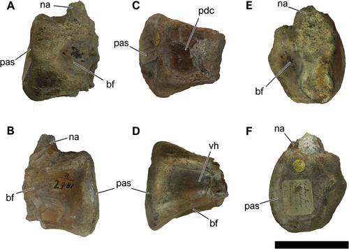 Figure 11. NHM-PV R.2981(b), fragment of a distal middle or proximal posterior caudal centrum with diplodocid affinities (Specimen A) from the Valanginian–Hauterivian Marfim Formation (Ilhas Group) at beach between Plataforma and Itacaranha (Locality 4). A, right lateral; B, left lateral; C, dorsal; D, ventral; E, anterior; F, posterior views. Anatomical abbreviations: bf, blind fossa; na, neural arch; pdc, posterodorsal concavity; pas, posterior articulation surface; pdc, posterodorsal concavity; vh, ventral hollow. Scale bar = 100 mm.