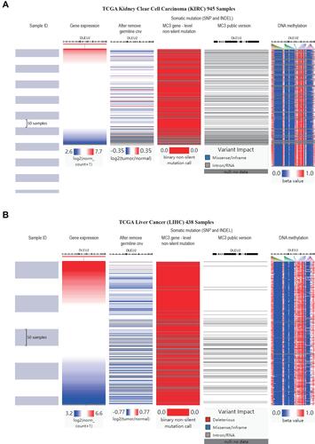 Figure 8 Analysis of gene expression, CNVs, somatic mutations and methylation in KIRC and LIHC. Heat map displaying the correlations between DLEU2 expression and CNVs, somatic mutations, and methylation in KIRC (A) and LIHC (B).