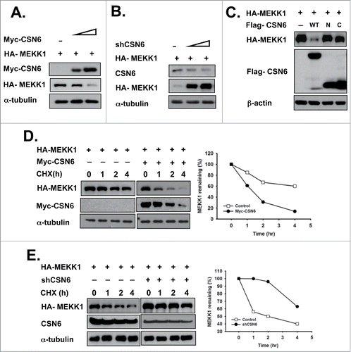 Figure 2. CSN6 negatively regulates MEKK1 steady-state expression. (A) Overexpression of CSN6 downregulates MEKK1 levels. HEK293T cells were co-transfected with Myc-CSN6 and HA-MEKK1 plasmid. A Western blot analysis was performed with the same amount of cell lysate. (B) MEKK1 was stabilized under CSN6 knockdown conditions. HEK293T cells were co-transfected with shCSN6 and HA-MEKK1 plasmid and then subjected to immunoblotting with the indicated antibodies. (C) Full-length CSN6 decreased MEKK1 expression. Cells were co-transfected with Flag-WT CSN6 or the truncated form of CSN6 (N terminal or C-terminal) and HA-MEKK1 plasmid. Cell lysates were immunoblotted with the indicated antibodies. (D) Overexpression of CSN6 increased the turnover rate of MEKK1. Myc-CSN6- and HA-MEKK1-co-transfected HEK 293T cells were treated with CHX for the indicated times and then subjected to Western blot analysis. The density of MEKK1 was measured, and the integrated optical density (IOD) was measured. The turnover of MEKK1 was indicated graphically. (E) Knockdown of CSN6 decreased the turnover rate of MEKK1. shCSN6 and HA-MEKK1-co-transfected HEK 293T cells were treated with CHX for the indicated times and then subjected to immunoblotting analysis. The density of MEKK1 was measured, and the integrated optical density (IOD) was measured. The turnover of MEKK1 was indicated graphically.