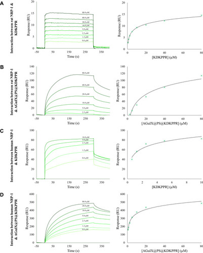 Figure 2 SPR experiments. Sensorgrams (left) and titration (right) curves corresponding to the interaction between (A) rat NRP-1 and KDKPPR peptide, (B) rat NRP-1 and AGuIX@PS@KDKPPR nanoparticles, (C) human NRP-1 and KDKPPR peptide, and (D) human NRP-1 and AGuIX@PS@KDKPPR nanoparticles. Briefly, IgG1 (4020 RU), recombinant rat (9556 RU) and human (10124 RU) NRP-1 proteins were immobilized on a CM5 sensor chip. The KDKPPR peptides or the AGuIX@PS@KDKPPR nanoparticles were used as analytes and injected at concentrations ranging from 0.625 to 80 µM at a flow rate of 30 µL.min−1 at temperature of 25°C. Sensorgrams (responses as a function of time) were used to draw titration curves by plotting responses recorded 5 s before the end of injection as a function of analyte concentrations.