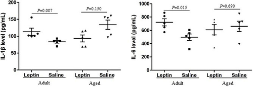 Figure 5 Influence of leptin on the levels of IL-1β (Left), IL-6 (Right) in the adult + leptin group, adult + saline group, aged + leptin group and aged + saline group.
