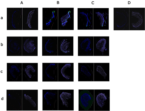 Figure 7 (a) Apoptosis of rats in each group on the 7th day after scald. (b) Apoptosis of rats in each group on the 14th day after scald. (c) Apoptosis of rats in each group on the 30th day after scald. (d) Apoptosis of rats in each group on the 45th day after scald.
