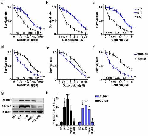 Figure 3. A–F. Cellular survivability assay on NCI-H157 and NCI-H2087 cell groups challenged by docetaxel, doxorubicin, and gefitinib with different ranges of concentrations. Each cell group was transfected with TRIM55-specific shRNAs or overexpression vectors, respectively. *** p < .001 compared with group NC or vector. G and H. Western Blot and qRT-PCR analysis on ALDH1 and CD133 protein and mRNA expression level in NCI-H157 and NCI-H2087 cell groups, and each cell group was transfected with TRIM55 specific shRNAs or overexpression vectors, respectively. *** p < .001 compared with group NC or vector.