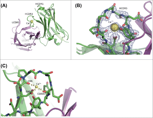 Figure 4. Calcium ion binding into 6RL#9-Fab from X-ray crystal structure. (A) Overall structure of Fv region of 6RL#9-Fab domain in the presence of calcium ion. (B) 2Fo-Fc electron density map of 6RL#9-Fab crystal in calcium ion including condition around HCDR3 is contoured at 1 times rmsd. The structure of 6RL#9-Fab is superimposed. (C) The detailed view of binding between calcium ion and HCDR3 of 6RL#9-Fab. Heavy chain is shown in green. Light chain is shown in magenta. Heavy chain CDR3 residues are indicated with sticks. Calcium ion is shown with a sphere and in yellow. Hydrogen bonds and a salt bridge with calcium ion are shown as dotted lines.