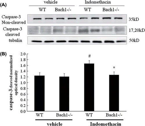 Figure 10. (A) Activation of caspase-3 was analysed using an anti-active caspase-3 antibody in the cytosolic fractions of mucosal homogenates by western blotting. Each treatment condition is represented by two lanes. (B) The densitometric data of western blotting for cleaved caspase-3. Data were compared by ANOVA followed by Bonferroni's Multiple Comparison Test and each value indicates the mean ± SEM of six mice. *p < 0.05 compared to the wild type mice treated with indomethacin. #p < 0.05 compared to the wild-type mice, vehicle.