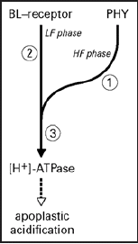 Figure 7 Model of the blue light signal transduction pathway of apoplastic acidification and the possible sites of ABA interaction. This model is based on the biphasic dynamic model, characterized by a high fluence (HF) component dependent on phytochrome and calmodulin, and a low fluence component (LF) independent of phytochrome and calmodulin.Citation16 ABA can interact with the pathway at three potential sites: (1) at the phytochrome component which is dependent on calmodulin,Citation18 (2) at the blue-light receptor-mediated pathway or (3) somewhere after the step where the two pathways are converged towards proton pump activation. By using the phytochrome deficient mutant pcd2 we have demonstrated that ABA does interact with the signaling pathway at 2 or 3. Whether ABA also affects the phytochrome-dependent pathway still remains to be determined.