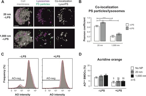 Figure 7 Interaction of PS particles with lysosomes analyzed by LSM and flow cytometry.Notes: (A) Upper micrographs show co-localization with 20 nm PS particles in immature BMDCs (−LPS), whereas lower micrographs show co-localization with 1,000 nm PS particles. Micrographs were obtained from three-dimensional stacks of consecutive optical sections and analyzed with Imaris® software. Gray, cell membrane; green, PS particles; violet, lysosomes; white, co-localization of lysosomes and PS particles. White bars: 10 μm. Magnification: 63× + 3× digital zoom. Arrows: PS particles not co-localized with lysosomes. One representative experiment from four independent experiments is shown. (B) Quantitative analysis of co-localization between PS particles and lysosomes using Image J software. Four independent experiments were performed, and for each condition, 40 cells in total were selected randomly and analyzed. White bars, −LPS; gray bars, +LPS. Bar graphs show mean ± SEM; **P<0.005, ***P<0.001. (C) Histogram plots for BMDCs stained with AO and analyzed by flow cytometry. AO-negative gating was used to assess the percentage of AOlow BMDCs showing lysosomal leakage. No NP, gray solid histogram; 20 nm, blue open histogram; 1,000 nm, red open histogram. (D) Frequencies of AOlow BMDCs following 16 hours incubation with 25 μg/mL 20 nm (gray) or 1,000 nm (black) PS particles. Bars show mean ± SEM; §P<0.05, §§P<0.005 (−LPS versus +LPS); n=5.Abbreviations: AO, acridine orange; BMDC, bone marrow–derived dendritic cell; LPS, lipopolysaccharide; LSM, laser scanning microscopy; NP, nanoparticle; PS, polystyrene; SEM, standard error of the mean.