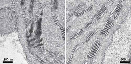 Figure 3. Grana stack in Fe-sufficient and -deficient leaves. We used barley, Ehimehadaka 1. The left panel shows a typical grana stack in Fe-sufficient leaves. The right panel shows a swollen grana-like structure in severely chlorotic leaves.