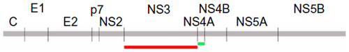 Figure 1 The location of NS3 and NS4A proteins within the hepatitis C virus polyprotein. The complete NS3 (marked in red, residues 1027–1658) and NS4A (marked in green, residues 1658–1712) proteins were expressed as thioredoxin fusions to enhance the recombinant protein yields.